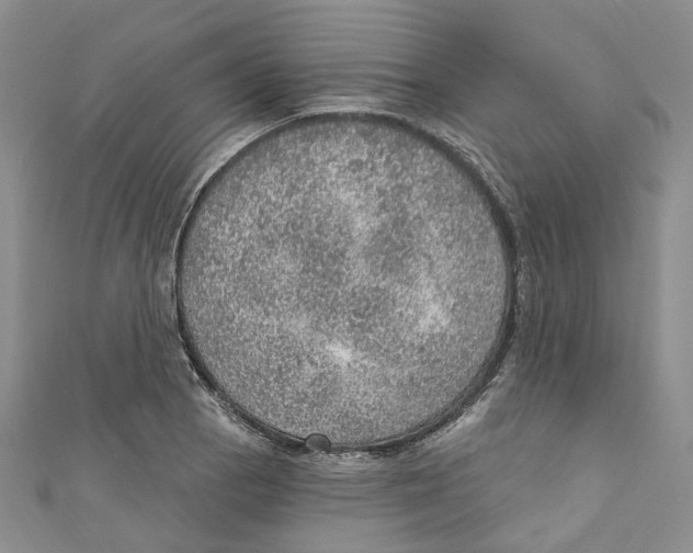 X0000110981129200907171726
