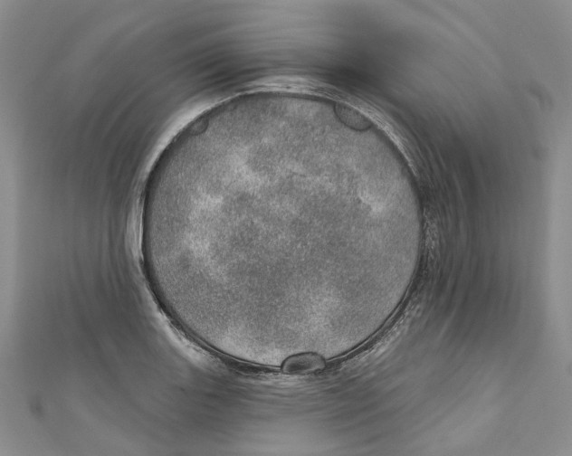 X0000110981131200907171726