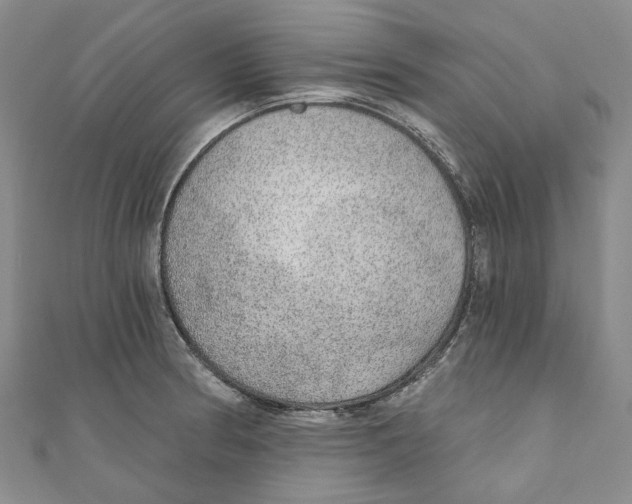 X0000110981186200907171725