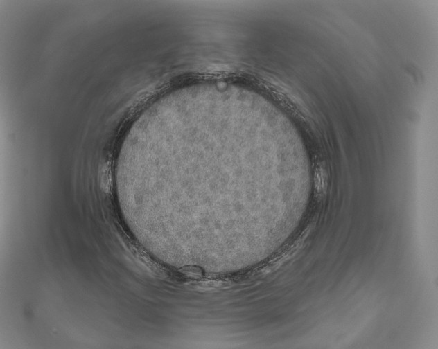 X0000110981204200907171724