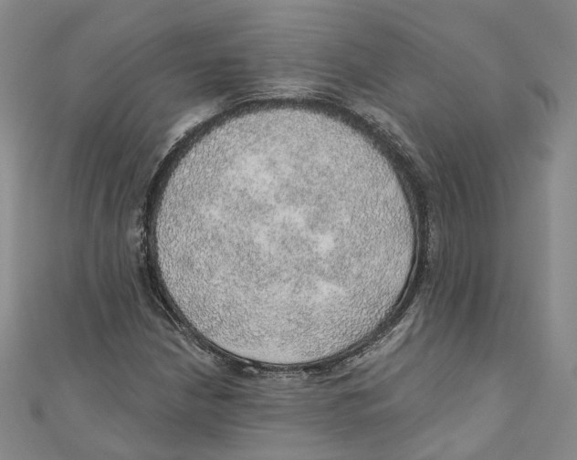 X0000110981210200907171724
