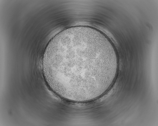 X0000110981241200907171725