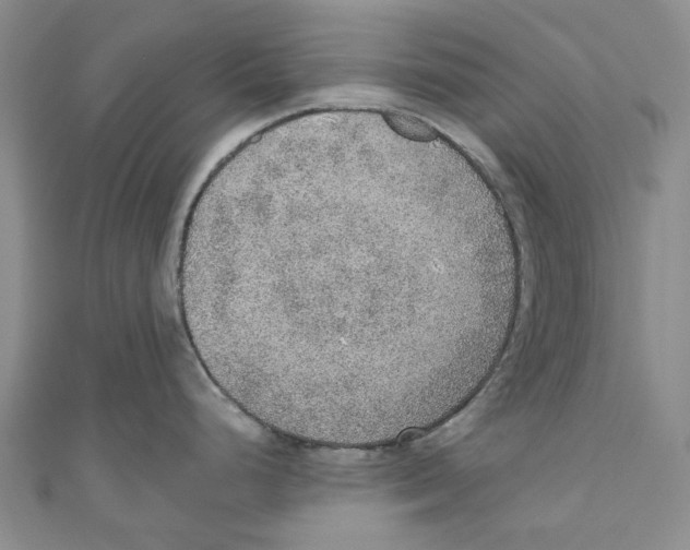X0000110981248200907171725
