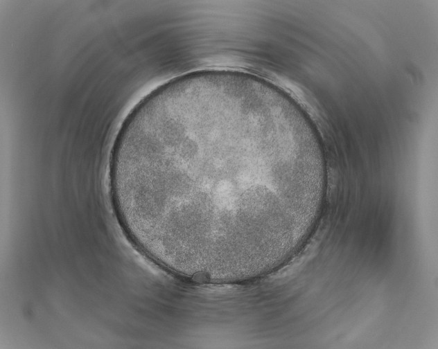 X0000110981331200907171724