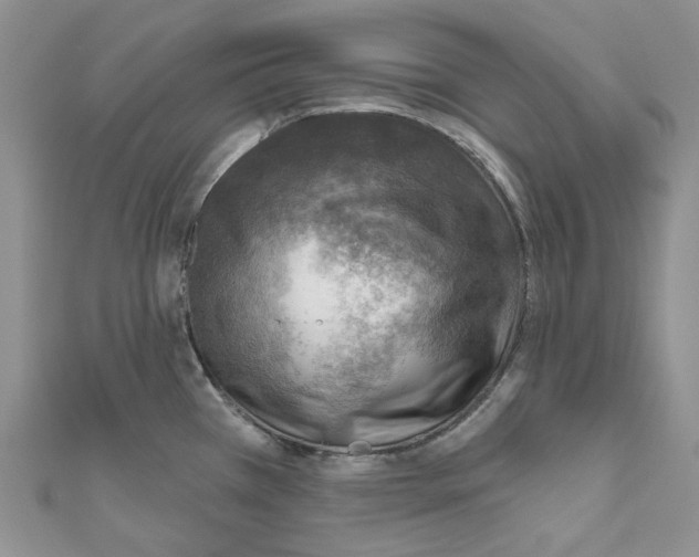 X0000110981385200907171723