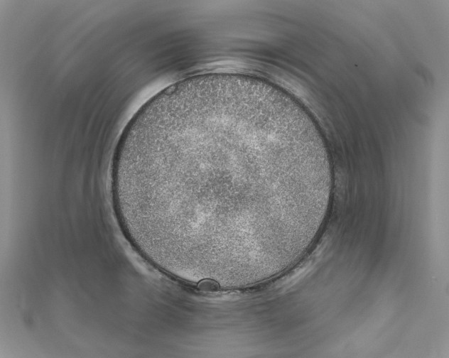 X0000110981426200907171722