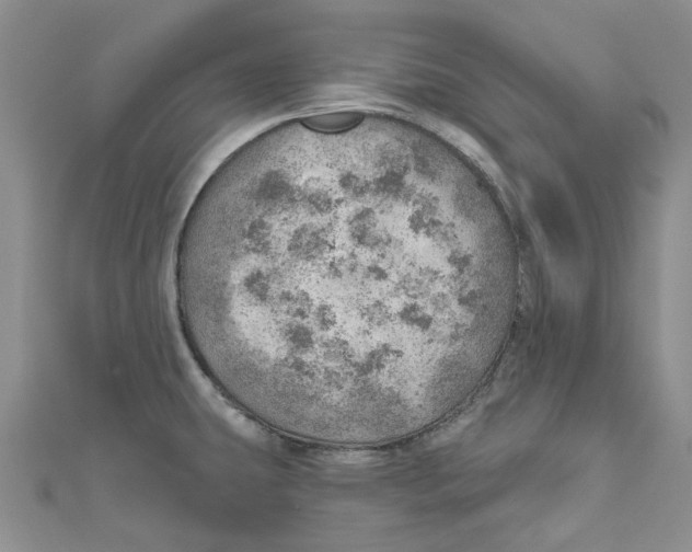 X0000110981431200907171722