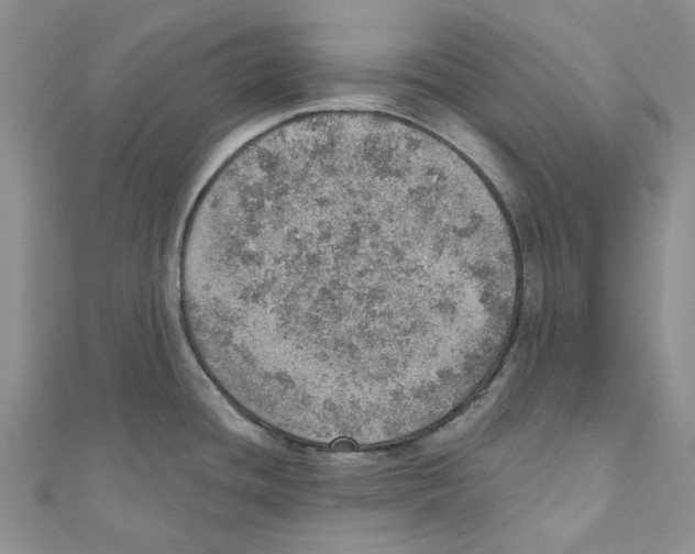 X0000110981436200907171722