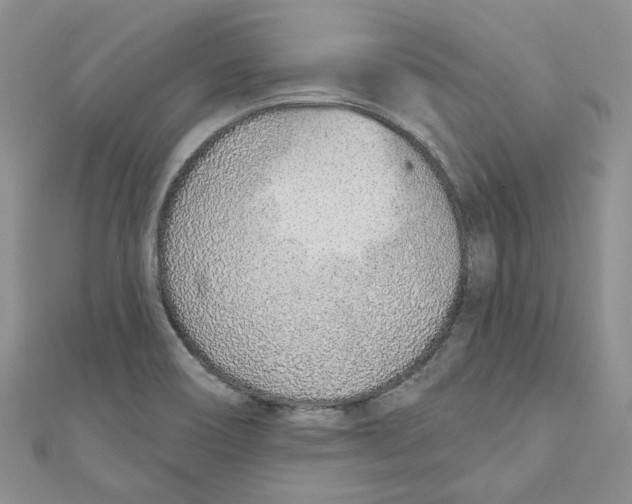 X0000110981466200907171722