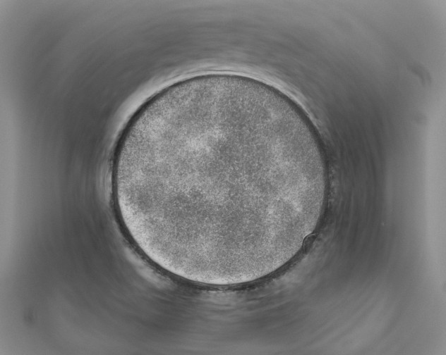 X0000110981511200907171721