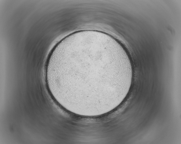 X0000110981517200907171721