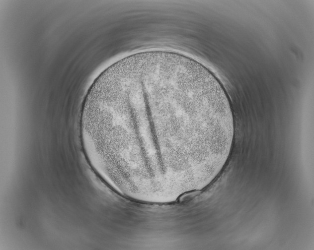 X0000110981534200907171721