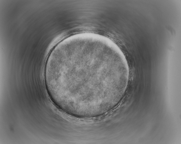 X0000110980004200907310959