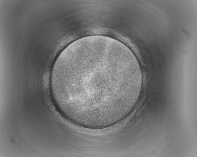 X0000110980010200907310959