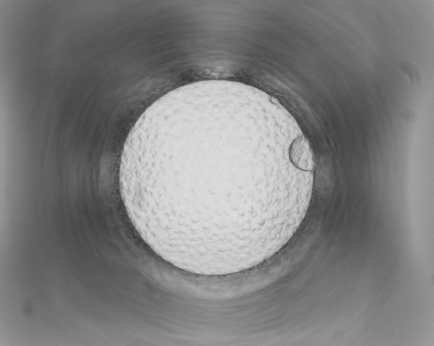 X0000110980030200907310958