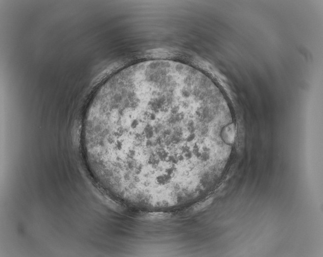 X0000110980153200907310956