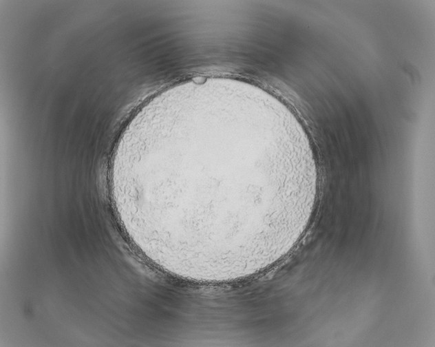 X0000110980345200907310954