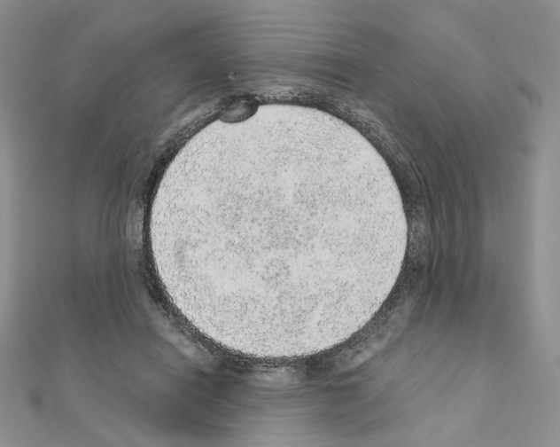 X0000110980454200907310953