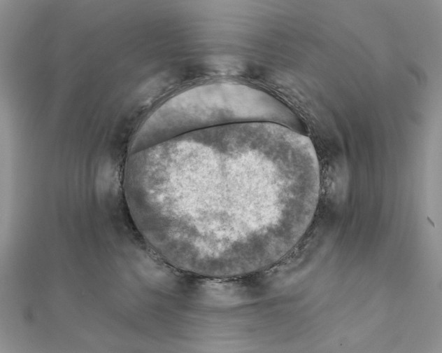 X0000110980568200907310952