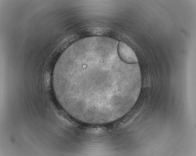 X0000110980646200907310950