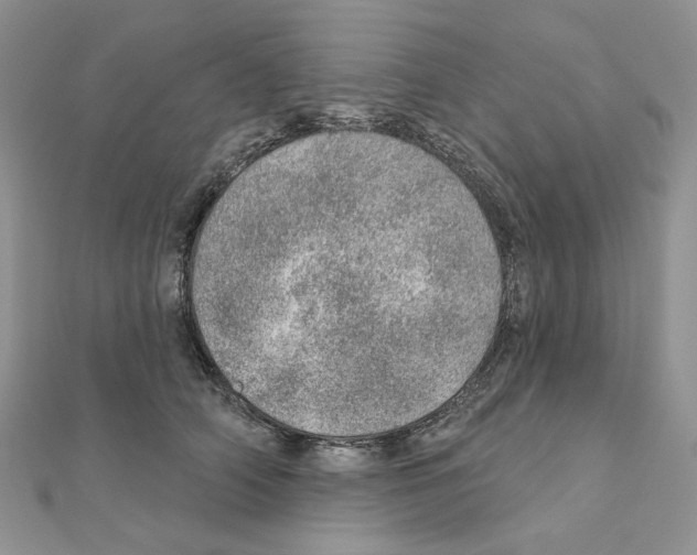 X0000110980706200907310949