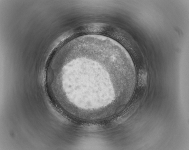 X0000110980726200907310949
