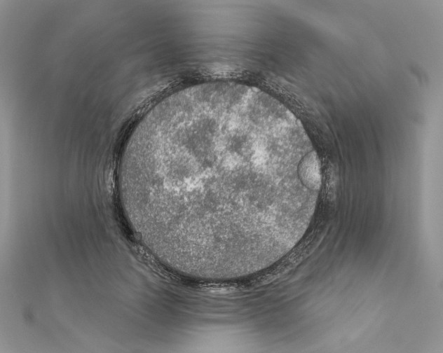 X0000110980746200907310949