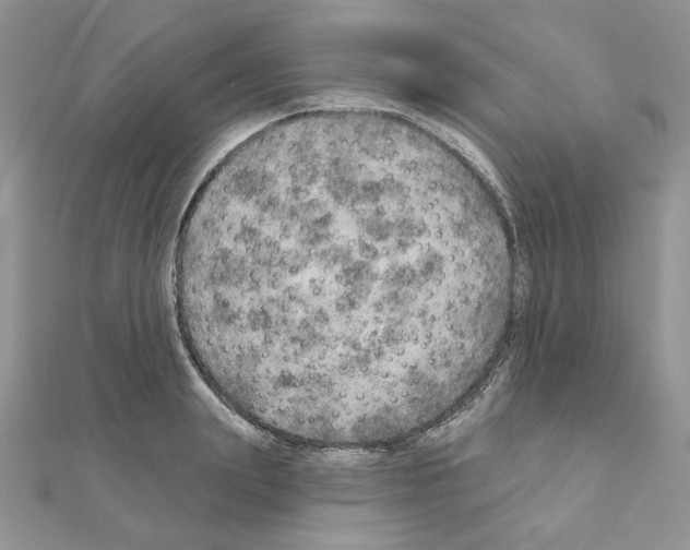 X0000110980847200907310948