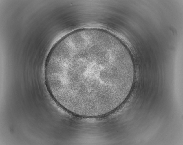 X0000110980990200907310946