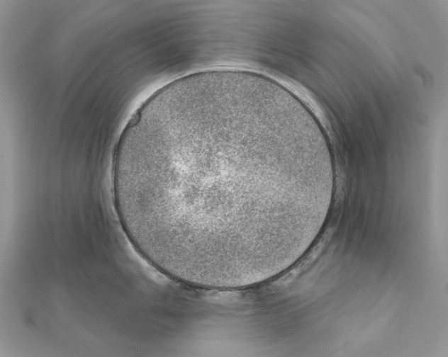 X0000110981006200907310945