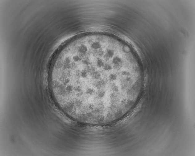 X0000110981019200907310945