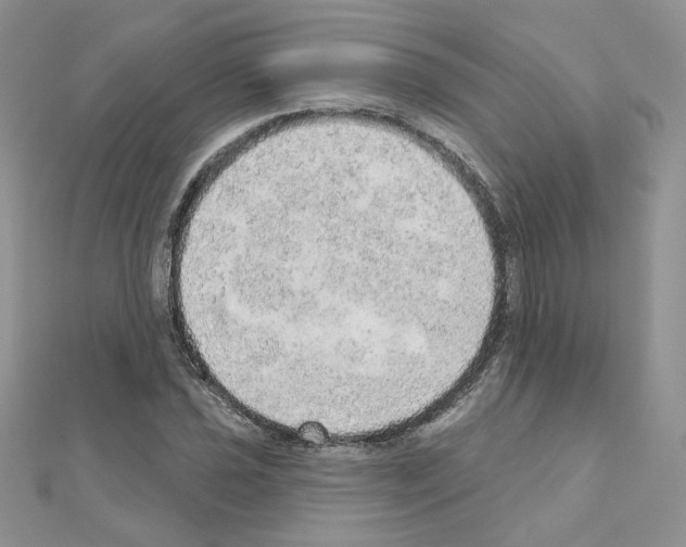 X0000110981021200907310945