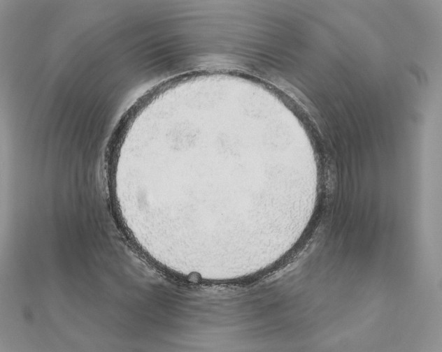 X0000110981022200907310945