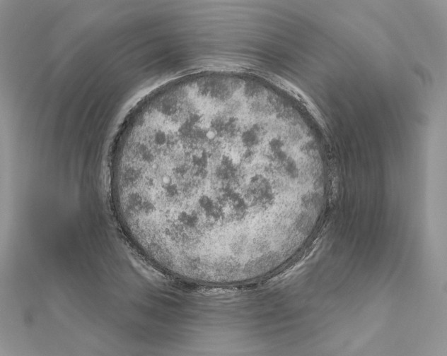X0000110981027200907310945