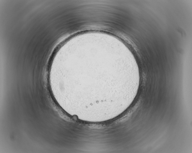 X0000110981029200907310945