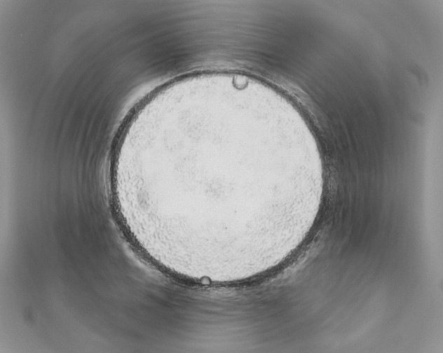 X0000110981030200907310945