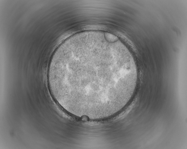 X0000110981033200907310945