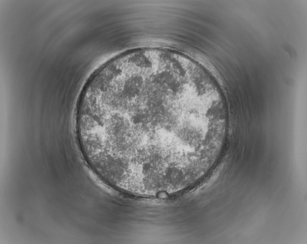 X0000110981037200907310945