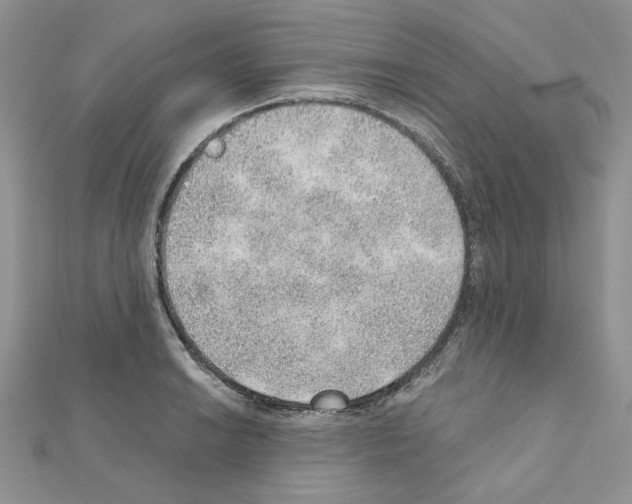 X0000110981038200907310945