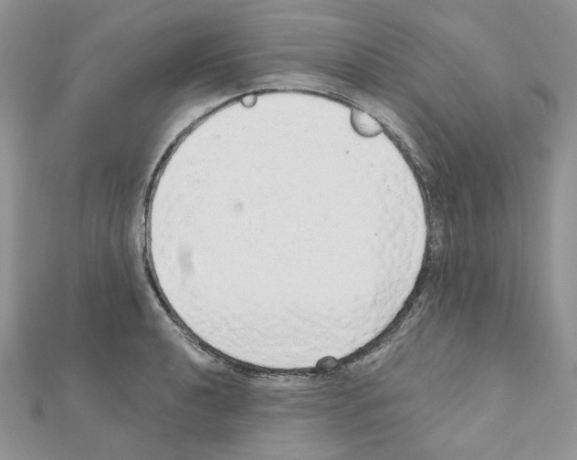 X0000110981040200907310945