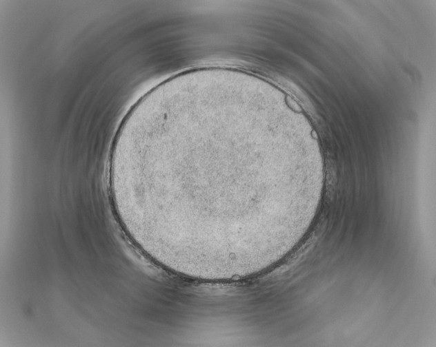X0000110981044200907310945
