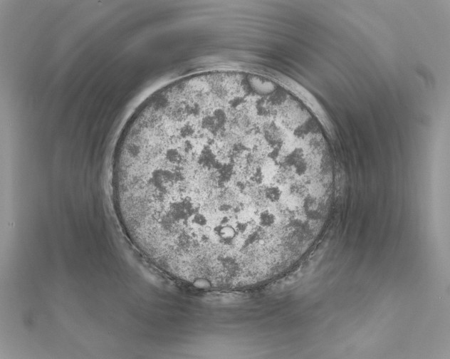 X0000110981051200907310945