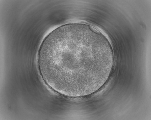 X0000110981053200907310945