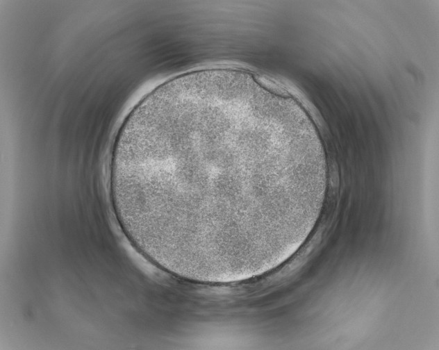 X0000110981054200907310945