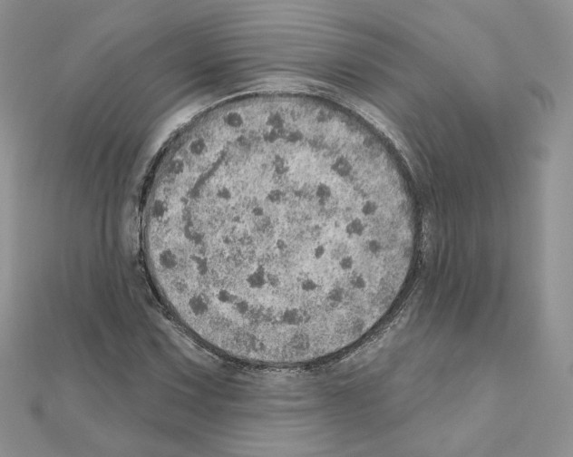 X0000110981067200907310945