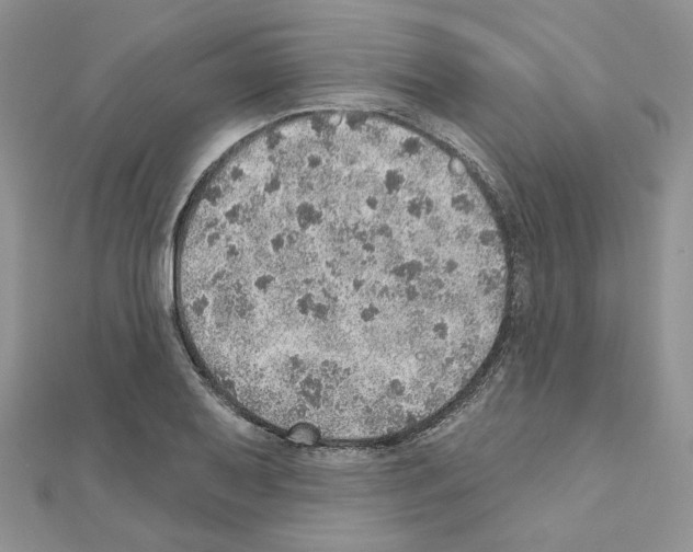X0000110981079200907310945