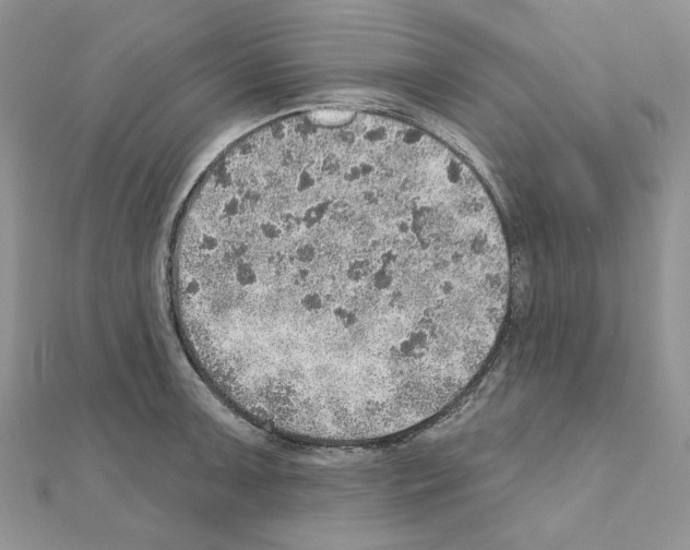 X0000110981091200907310944