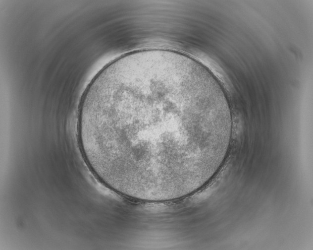 X0000110981094200907310944