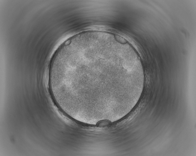 X0000110981131200907310944