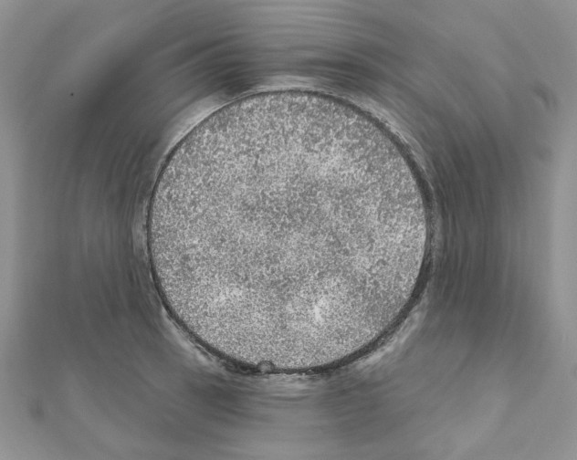 X0000110981137200907310944